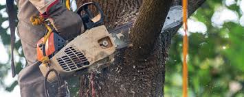 Best Tree Risk Assessment  in Glyndon, MN
